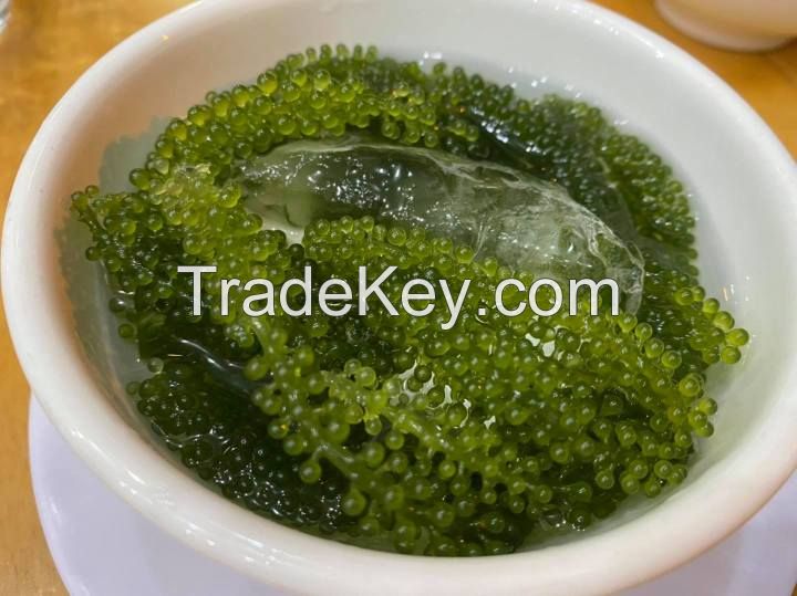 CLEAN OCEAN GREEN CAVIAR / SEA GRAPE STYLE / PLANT GOODNESS