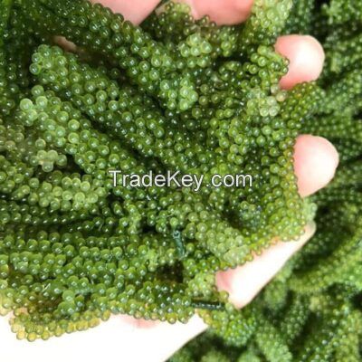 CLEAN OCEAN GREEN CAVIAR / SEA GRAPE STYLE / PLANT GOODNESS