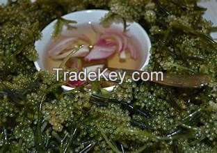 CLEAN LABEL SEA GRAPES WITH NATURAL PLANT INFUSION FROM BOTANICAL CATAPPA LEAF EXTRACT