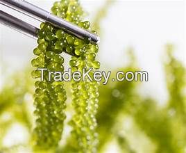 CLEAN LABEL SEA GRAPES WITH NATURAL PLANT INFUSION FROM BOTANICAL CATAPPA LEAF EXTRACT
