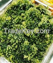 CLEAN LABEL SEA GRAPES WITH NATURAL PLANT INFUSION FROM BOTANICAL CATAPPA LEAF EXTRACT