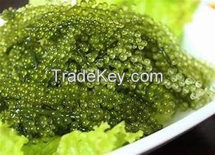 CLEAN LABEL SEA GRAPES WITH NATURAL PLANT INFUSION FROM BOTANICAL CATAPPA LEAF EXTRACT