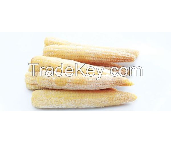 IQF BABY CORN FOR FROZEN FOOD EXPORTERS VEGETABLE PROCESSORS AND GLOBAL SUPERMARKET CHAIN SUPPLY