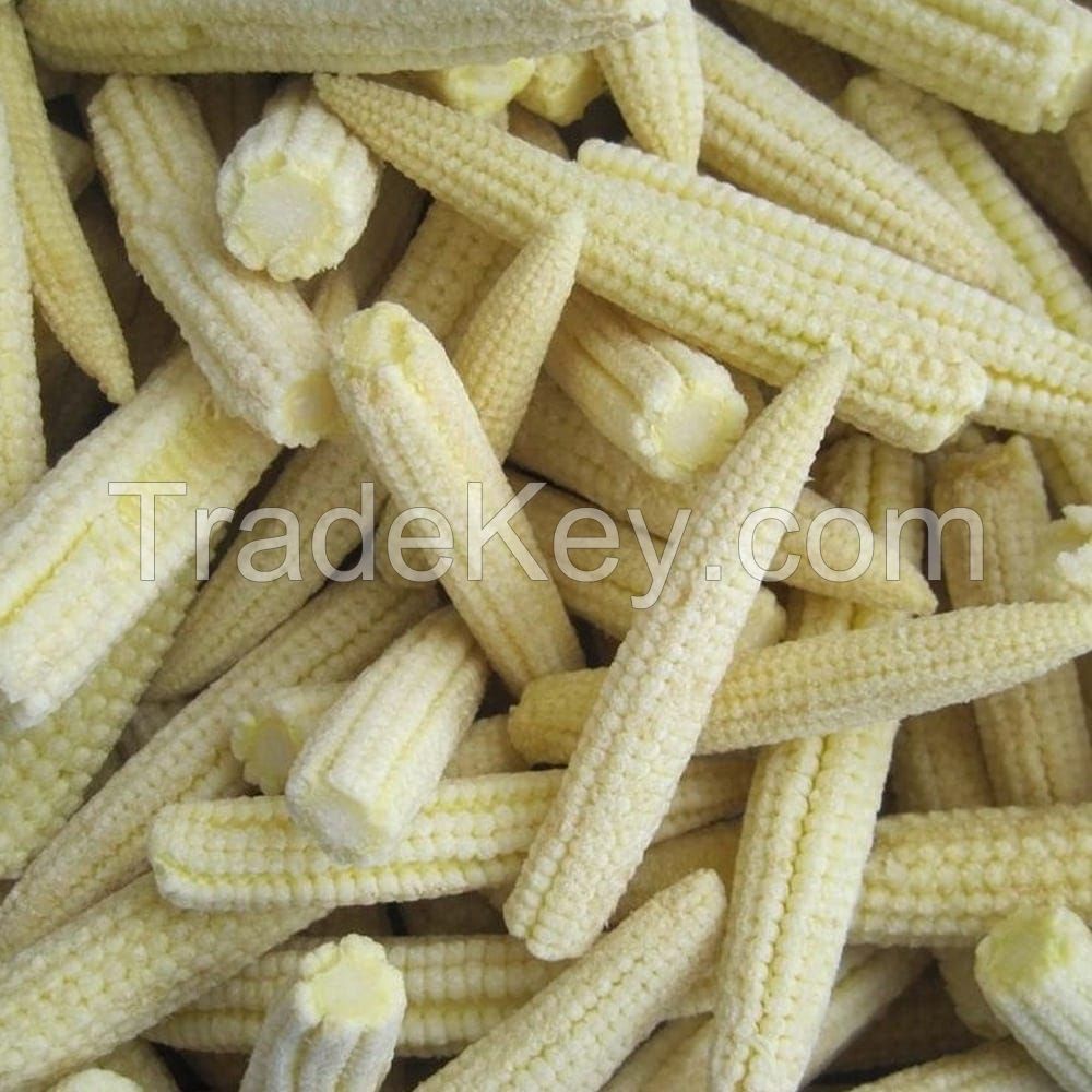 IQF BABY CORN FOR FROZEN FOOD EXPORTERS VEGETABLE PROCESSORS AND GLOBAL SUPERMARKET CHAIN SUPPLY