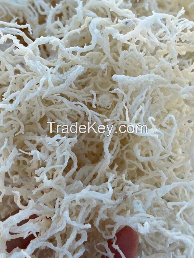 BOTANICAL SEA MOSS / CLEAN LABEL / HIGH QUALITY