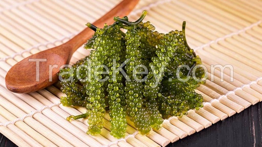 GREEN OCEAN JEWELS SEA GRAPE / CLEAN ENERGY / VEGAN SUPERFOOD