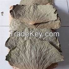 PURE DRIED LOTUS LEAF CLEAN LABEL PLANT BASED TEA HERBAL IMMUNE SUPPORT