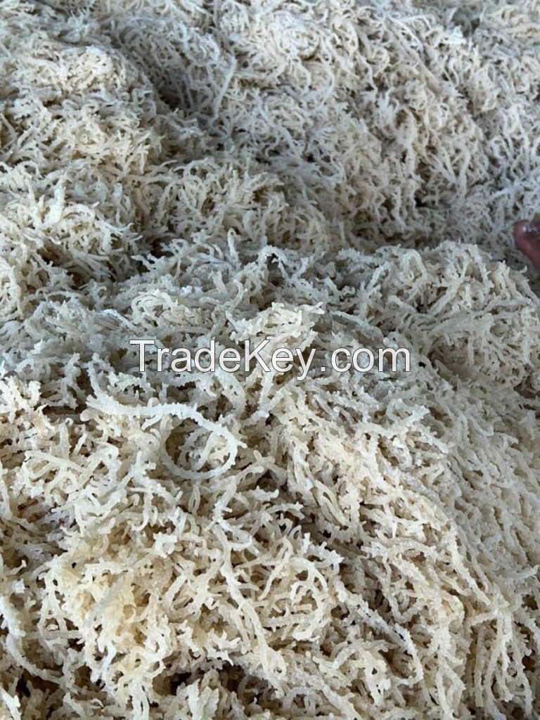 BOTANICAL SEA MOSS / CLEAN LABEL / HIGH QUALITY