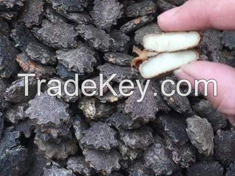NATURAL GAC FRUIT NUT / ANTIOXIDANT RICH / PLANT-BASED / CLEAN INGREDIENT