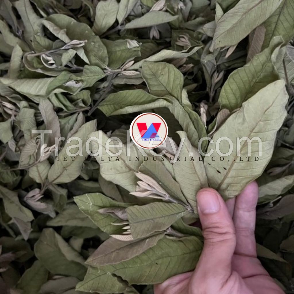 GUAVA LEAF DRIED HERBAL INGREDIENT / NATURALLY PROCESSED / SUITABLE FOR DETOX BLENDS AND GLOBAL FUNCTIONAL FOOD EXPORT