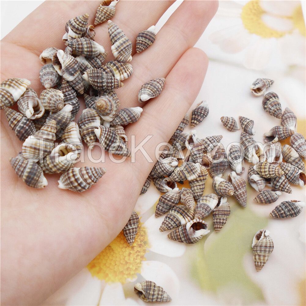 NATURAL SEA SHELLS BATILLARIA ZONALIS / CRAFTING GRADE / CLEANED AND SORTED / READY TO EXPORT