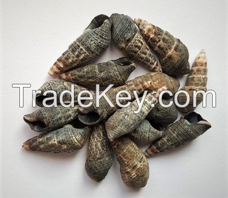NATURAL SEA SHELLS BATILLARIA ZONALIS / CRAFTING GRADE / CLEANED AND SORTED / READY TO EXPORT