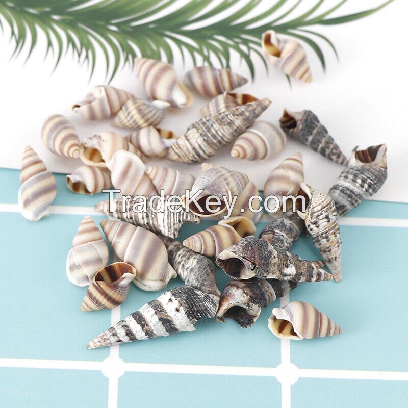 NATURAL SEA SHELLS BATILLARIA ZONALIS / CRAFTING GRADE / CLEANED AND SORTED / READY TO EXPORT