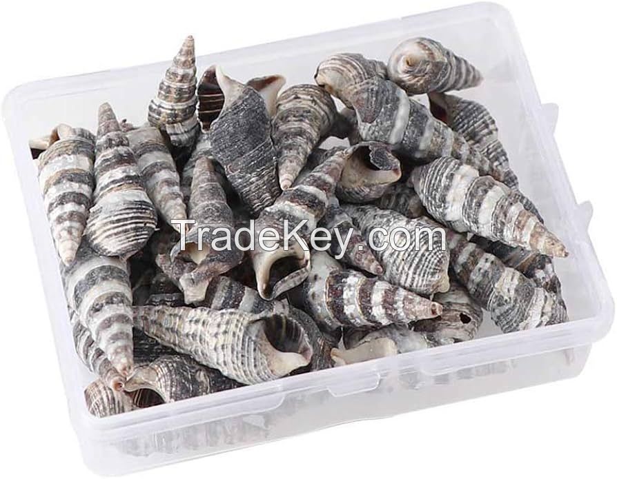 NATURAL SEA SHELLS BATILLARIA ZONALIS / CRAFTING GRADE / CLEANED AND SORTED / READY TO EXPORT