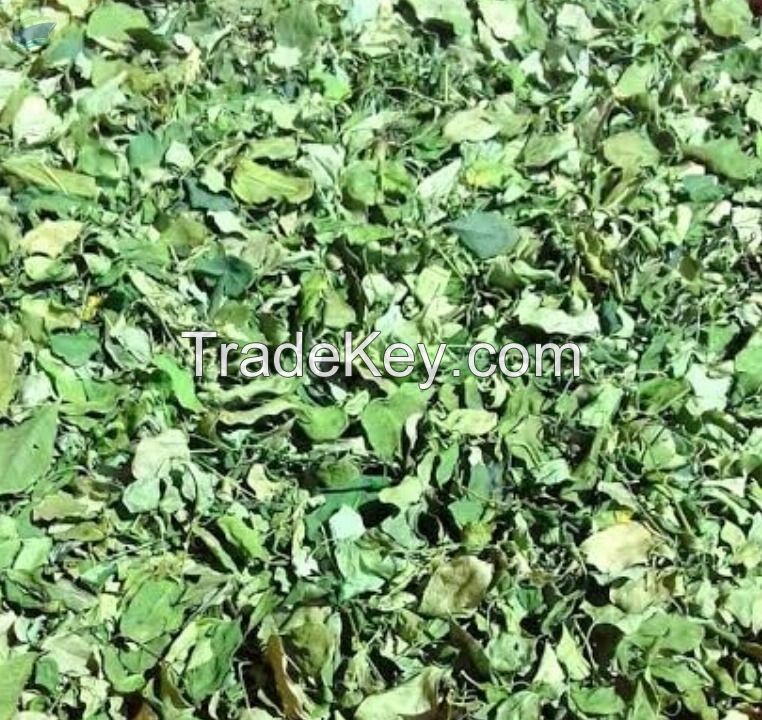 NATURAL MORINGA OLEIFERA LEAVES DRIED / CLEAN GREEN COLOR / READY FOR TEA OR CAPSULE USE