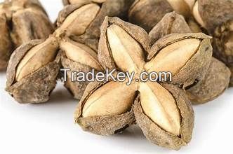HIGH QUALITY SACHA INCHI SEEDS FOR PLANT BASED DIETARY SUPPORT RICH IN ANTIOXIDANTS AND ESSENTIAL AMINO ACIDS