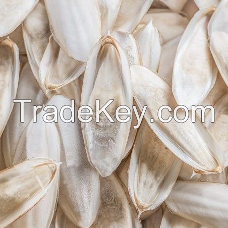 PURE DRIED CUTTLEFISH BONE / CALCIUM RICH / BULK SUPPLY FOR PET CARE AND FEED MANUFACTURERS
