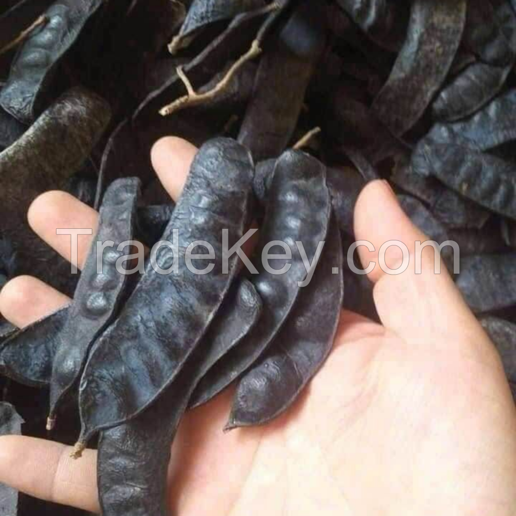PREMIUM QUALITY DRIED GLEDITSIA PODS SUSTAINABLE VIETNAM SUPPLY FOR COSMETIC AND SPA USE