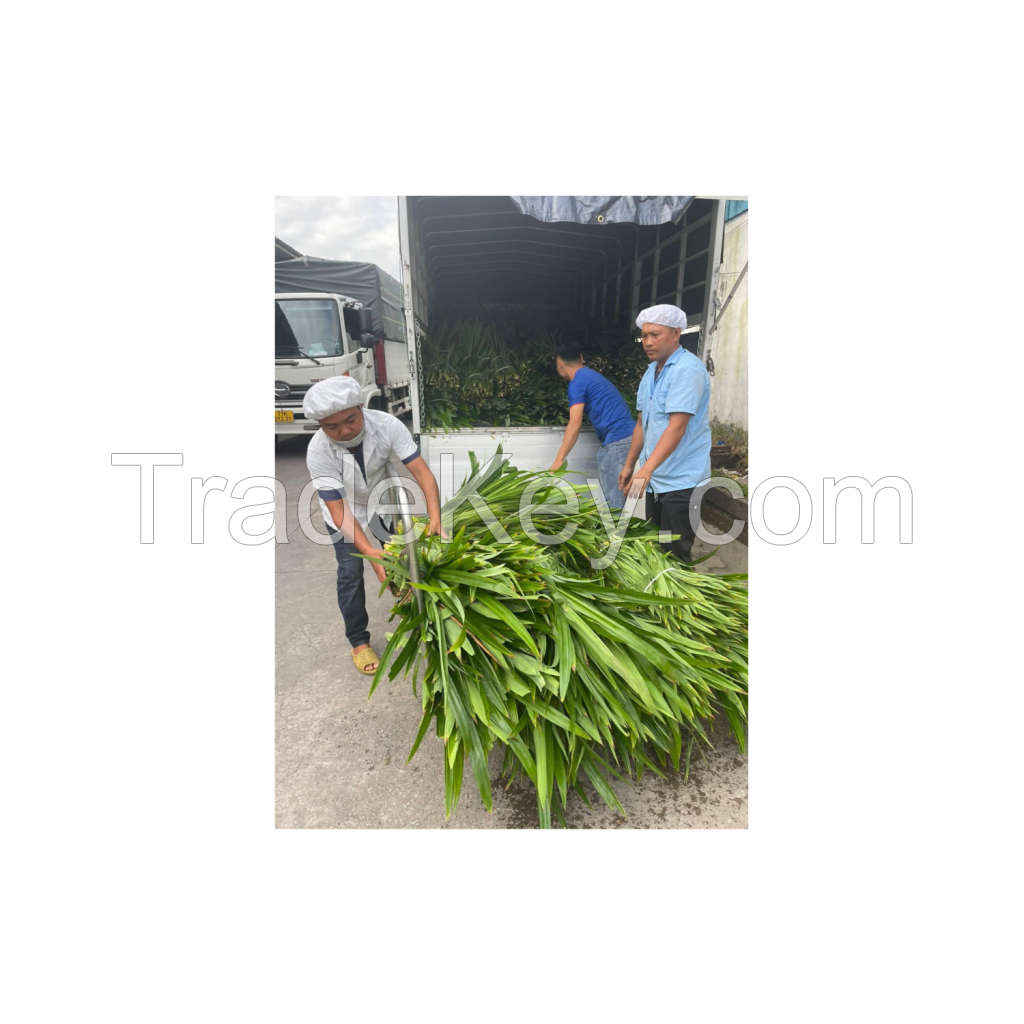 BEST SELLING DRIED PANDAN LEAVES 100% NATURAL FROM VIETNAM WITH PREMIUM QUALITY