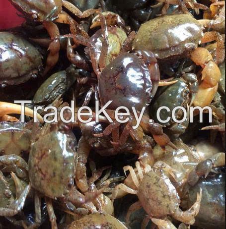 BEST SELLING FROZEN CRAB CONCENTRATE WHOLESALE NATURAL PRODUCT FROM VIETNAM