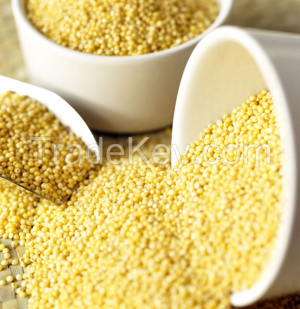 HIGH QUALITY MILLET GRAIN 100% PURE WHOLE GRAIN BULK EXPORT PRICE