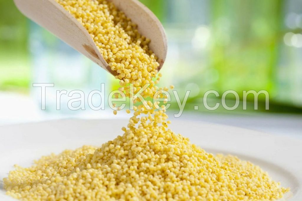 HIGH QUALITY MILLET GRAIN 100% PURE WHOLE GRAIN BULK EXPORT PRICE