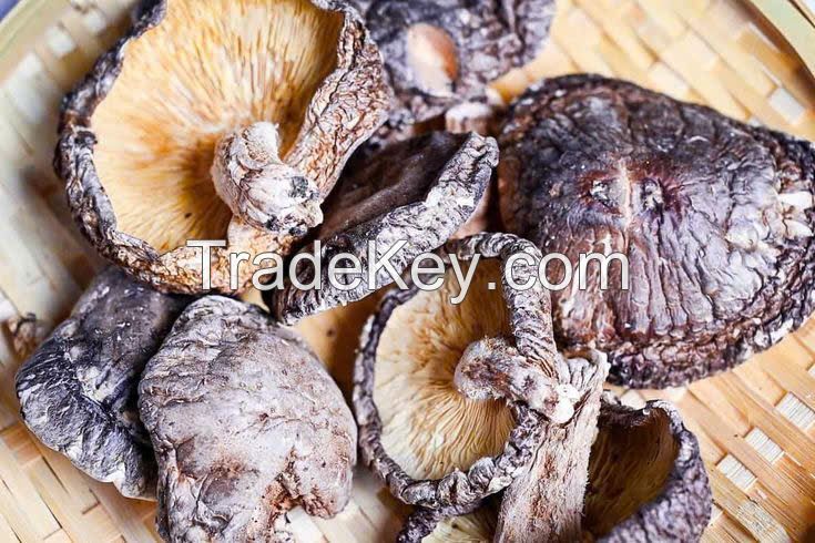 BEST SELLER NATURAL FRIED SHIITAKE MUSHROOM CRUNCHY HEALTHY SNACK