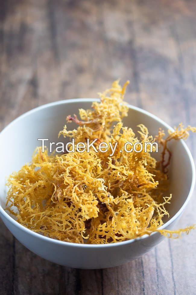 WHOLESALE SEA MOSS BULK EXPORT BEST PRICE