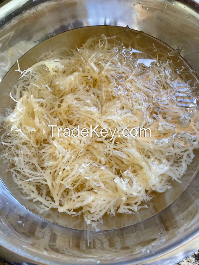 WHOLESALE SEA MOSS BULK EXPORT BEST PRICE
