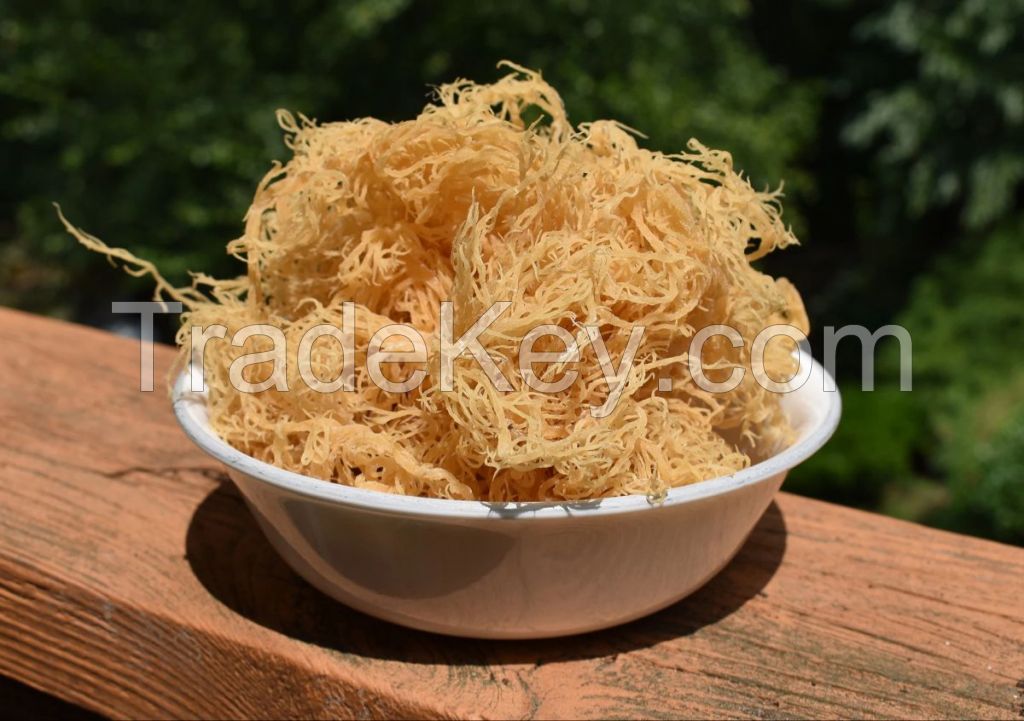 WHOLESALE SEA MOSS BULK EXPORT BEST PRICE