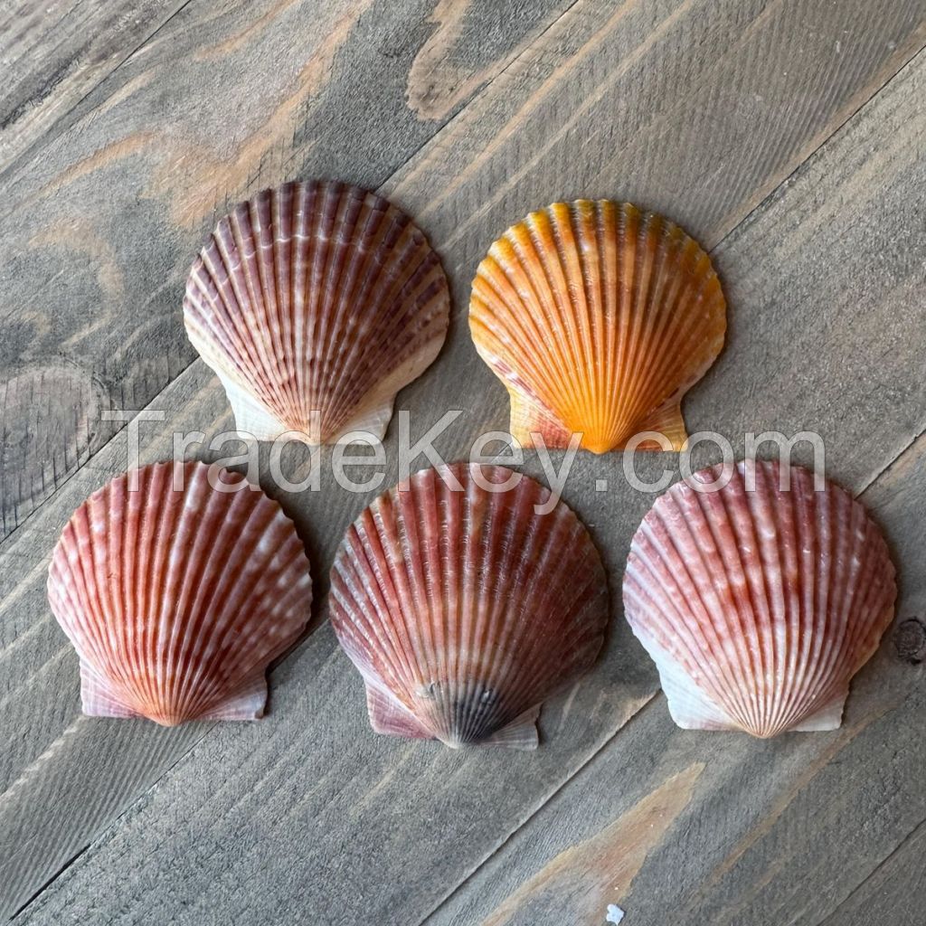 HIGH QUALITY SCALLOP SHELL FOR CRAFTS AND PACKAGING