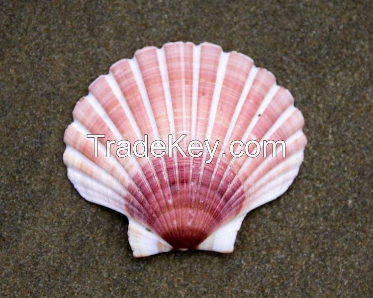 HIGH QUALITY SCALLOP SHELL FOR CRAFTS AND PACKAGING