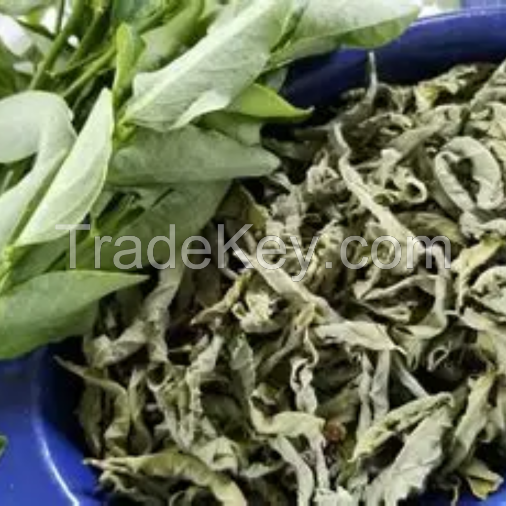 BULK DRIED KATUK LEAVES NATURAL HERBAL INGREDIENT