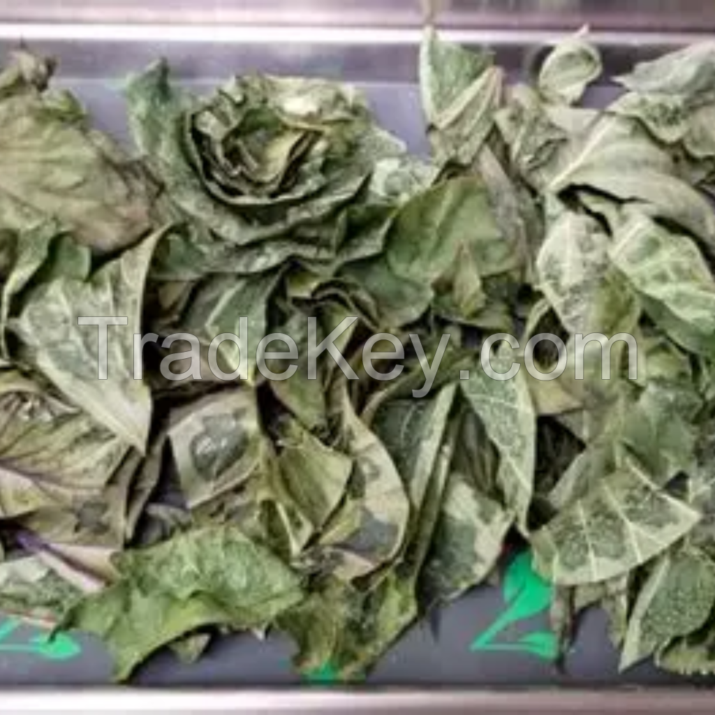 BULK DRIED KATUK LEAVES NATURAL HERBAL INGREDIENT