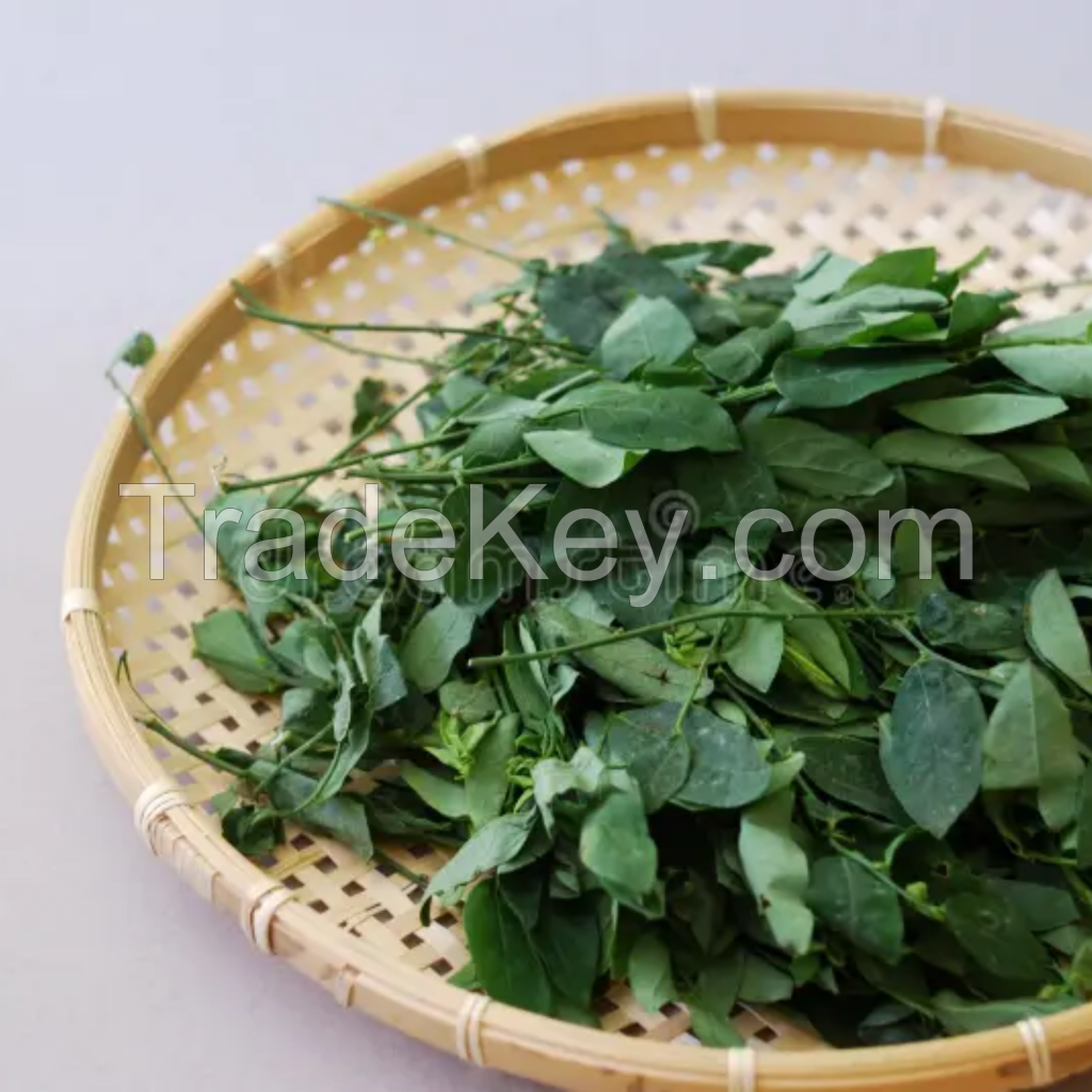 BULK DRIED KATUK LEAVES NATURAL HERBAL INGREDIENT