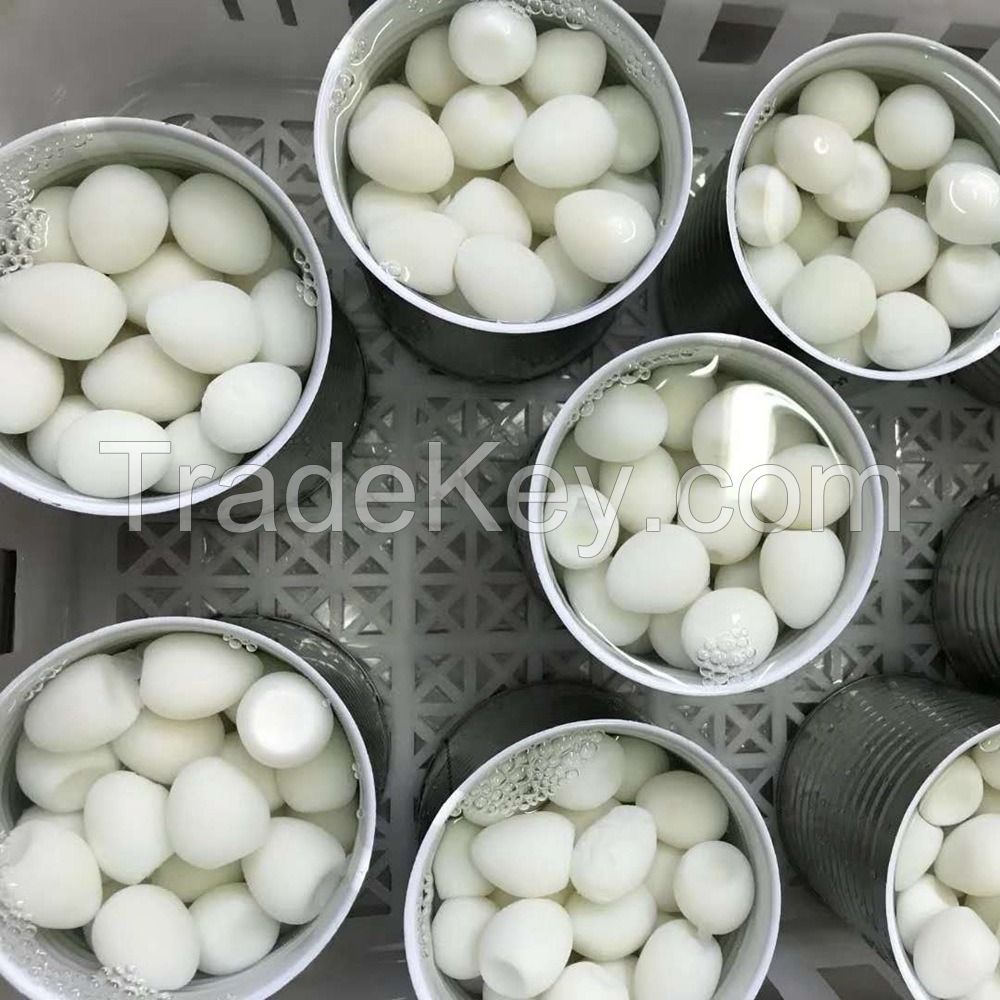 PREMIUM CANNED QUAIL EGGS FOR GLOBAL FOOD MANUFACTURING