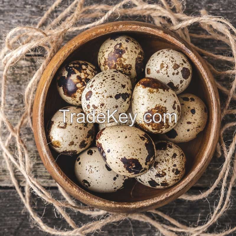 PREMIUM CANNED QUAIL EGGS FOR GLOBAL FOOD MANUFACTURING