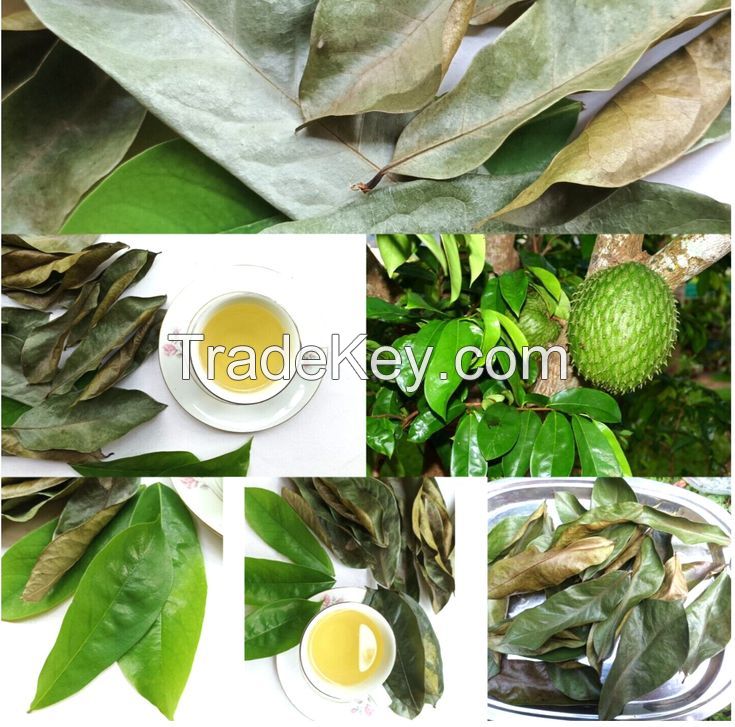 ORGANIC DRIED GRAVIOLA LEAVES FOR TEA BLENDS