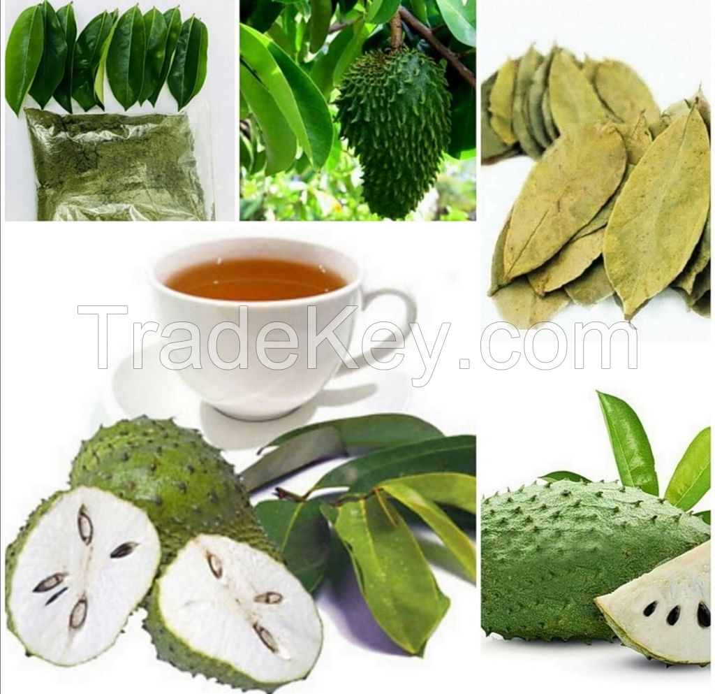 ORGANIC DRIED GRAVIOLA LEAVES FOR TEA BLENDS