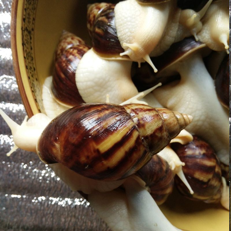 snail meat