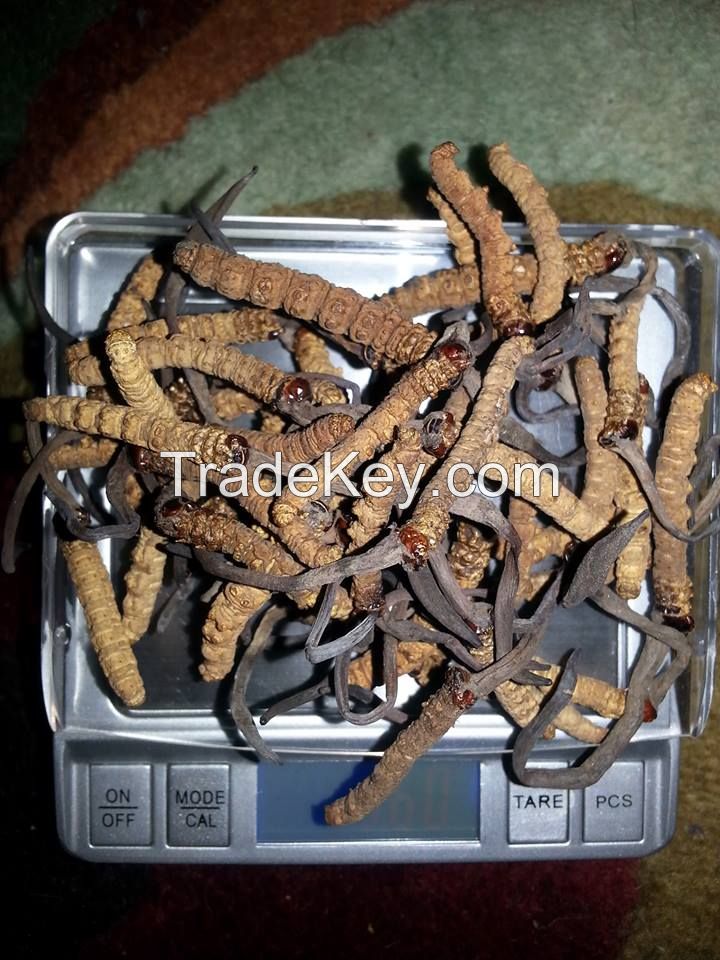 Super A+ Dried Cordyceps sinensis / Yasargumba / Caterpillar Fungus