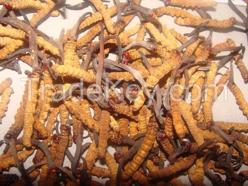 Super A+ Dried Cordyceps sinensis / Yasargumba / Caterpillar Fungus