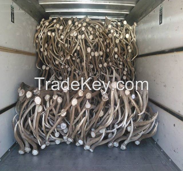 Red Deer Antlers | Fallow deer Antlers | Roe deer antlers