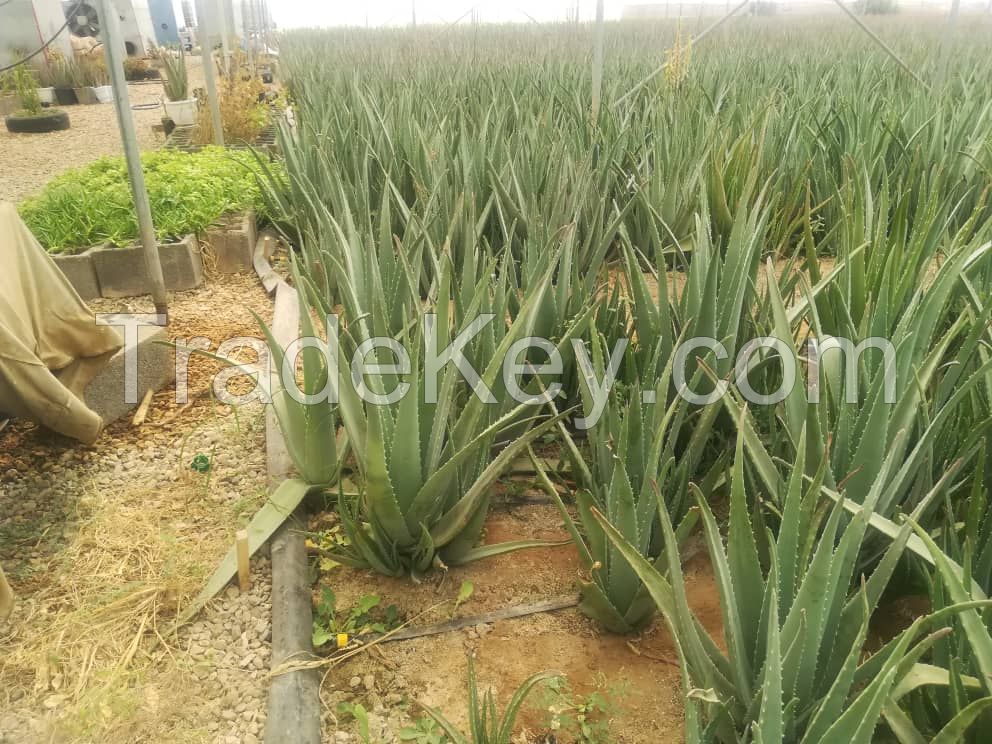 Organic Aloe Vera Leaves and Gel