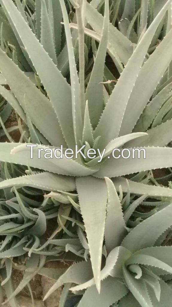 Organic Aloe Vera Leaves and Gel