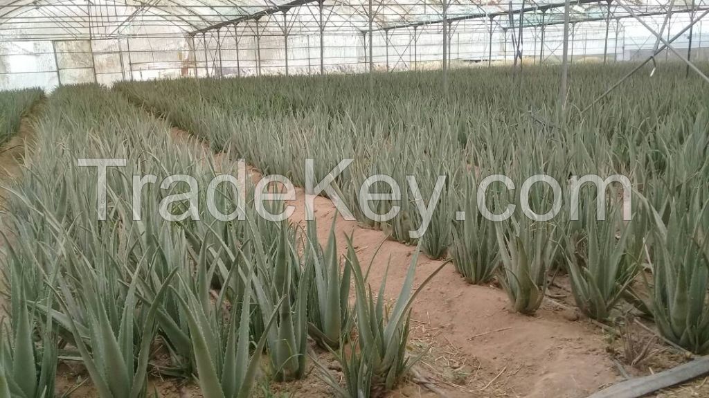 Organic Aloe Vera Leaves and Gel