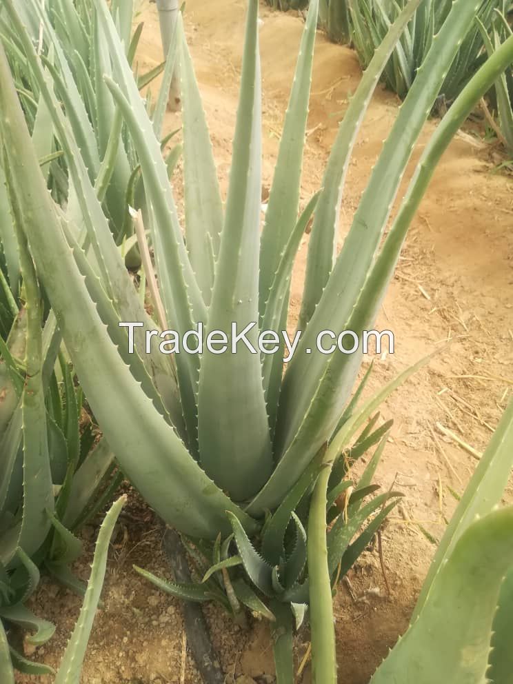 Organic Aloe Vera Leaves and Gel