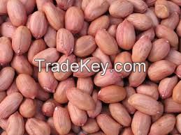 Groundnut