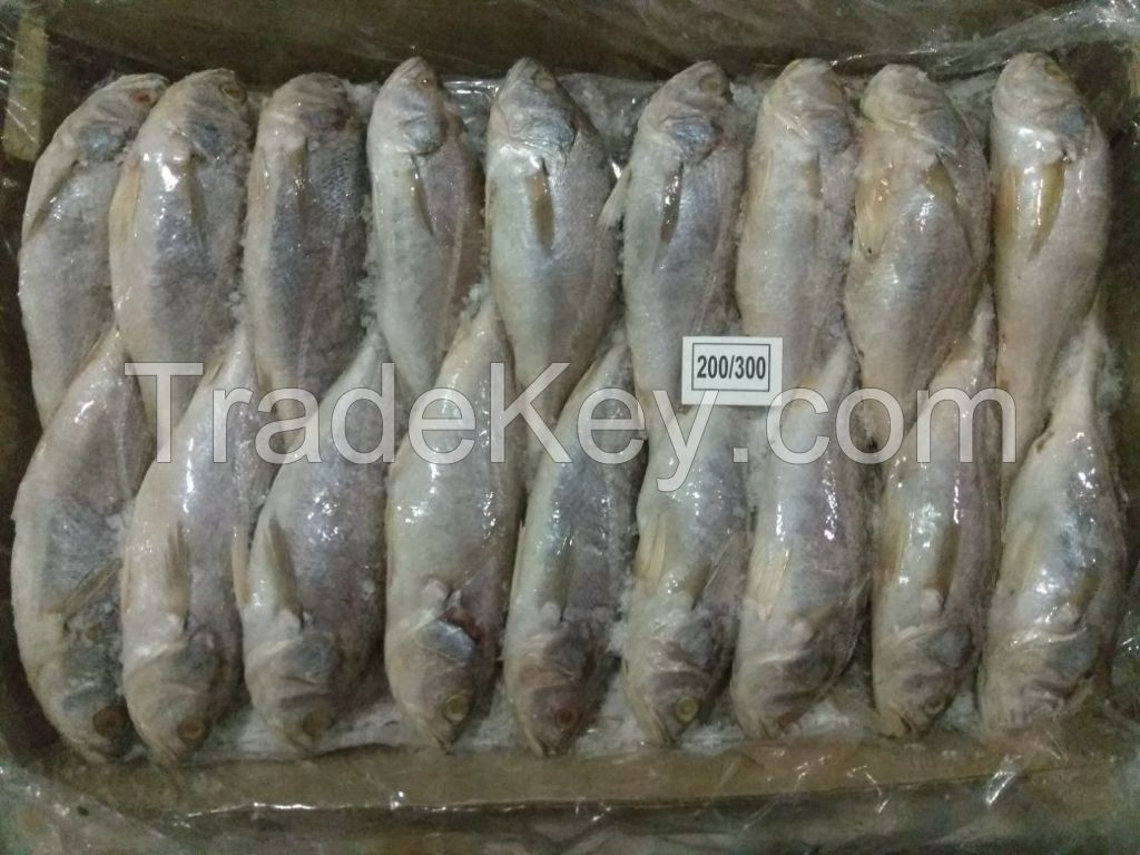 RIBBONFISH,YLLOW CROAKER,SILVER CROAKER,INDIAN MACKEREL,SQUID, CUTTLE FISH ETC.....