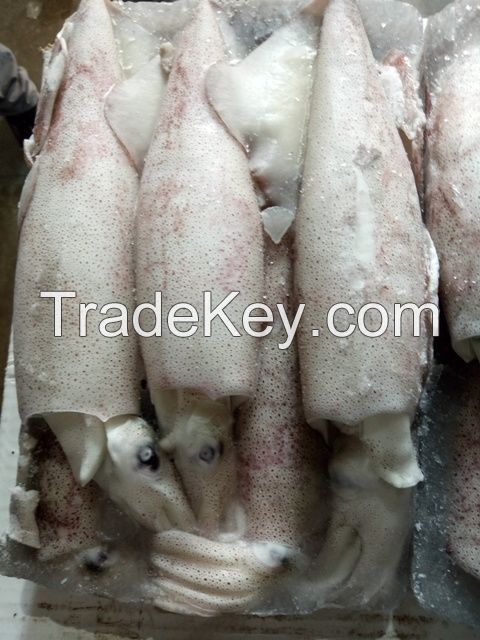 RIBBONFISH,YLLOW CROAKER,SILVER CROAKER,INDIAN MACKEREL,SQUID, CUTTLE FISH ETC.....